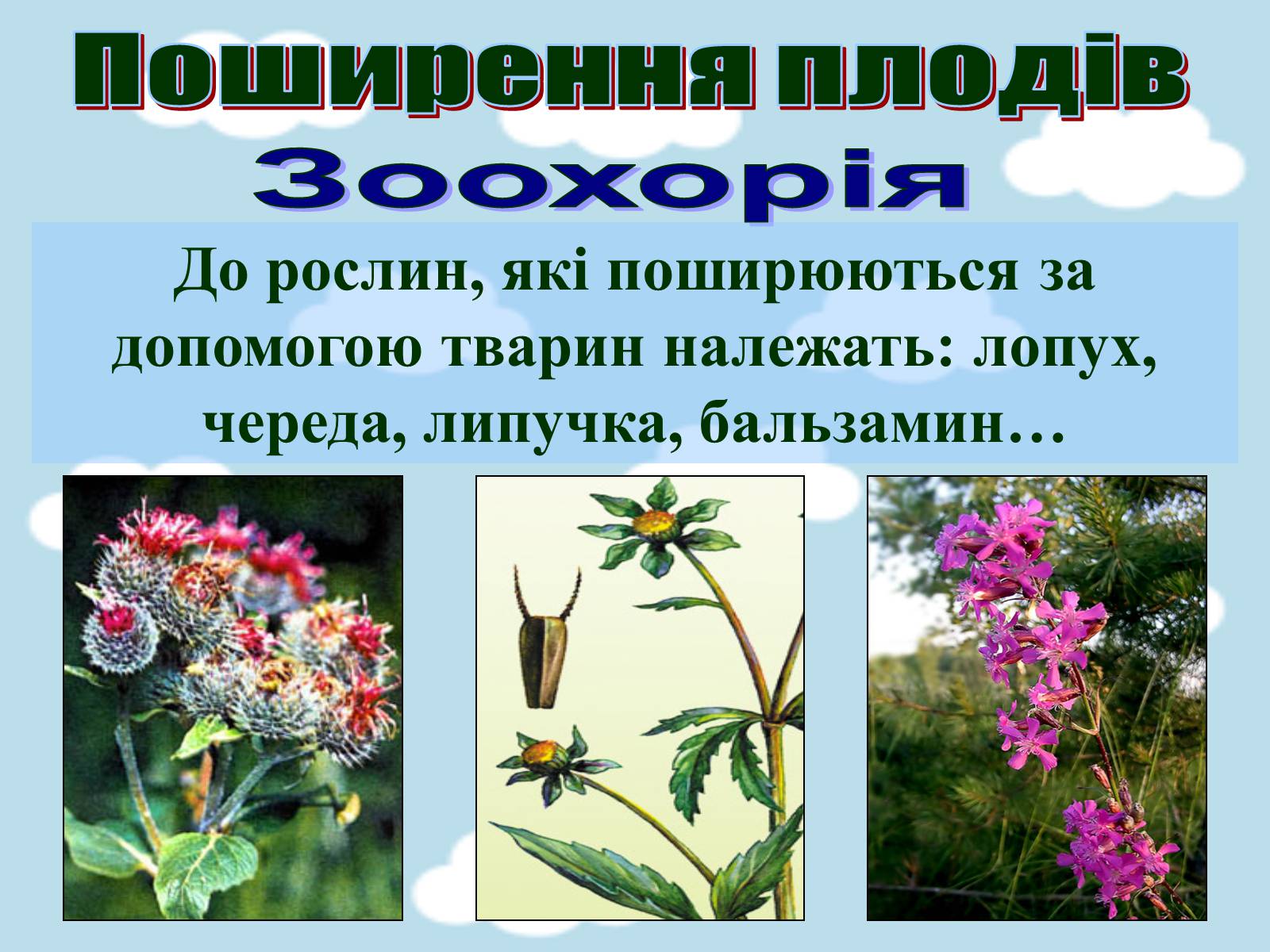 Презентація на тему «Поширення плодів» (варіант 1) - Слайд #8 Презентація на тему «Поширення плодів» (варіант 1) - Слайд #8