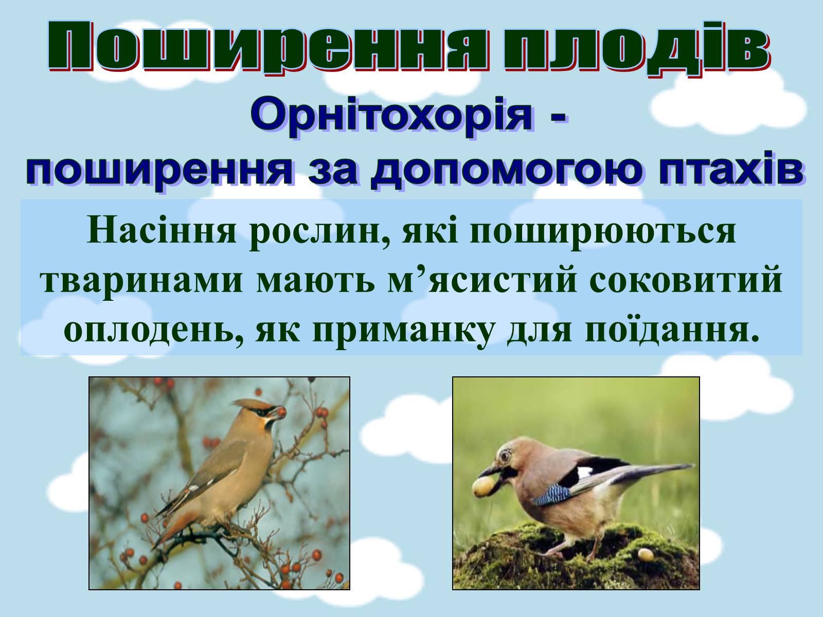 Презентація на тему «Поширення плодів» (варіант 1) - Слайд #9 Презентація на тему «Поширення плодів» (варіант 1) - Слайд #9