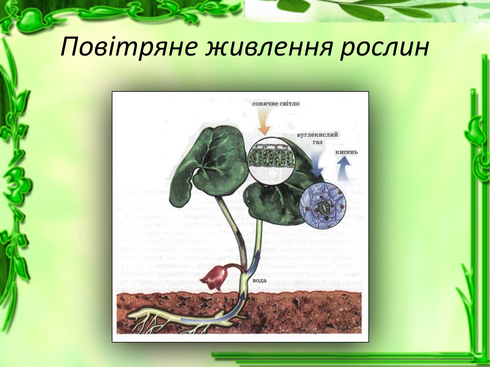 Презентація на тему «Живлення рослин. Фотосинтез» - Слайд #8 Презентація на тему «Живлення рослин. Фотосинтез» - Слайд #8