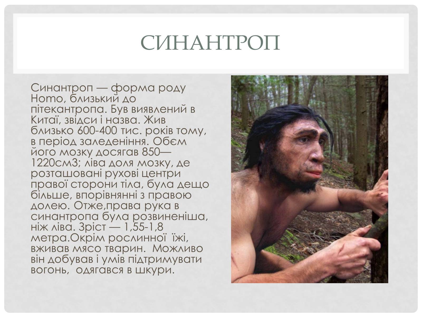 Презентація на тему «Походження людини» (варіант 1) - Слайд #14 Презентація на тему «Походження людини» (варіант 1) - Слайд #14