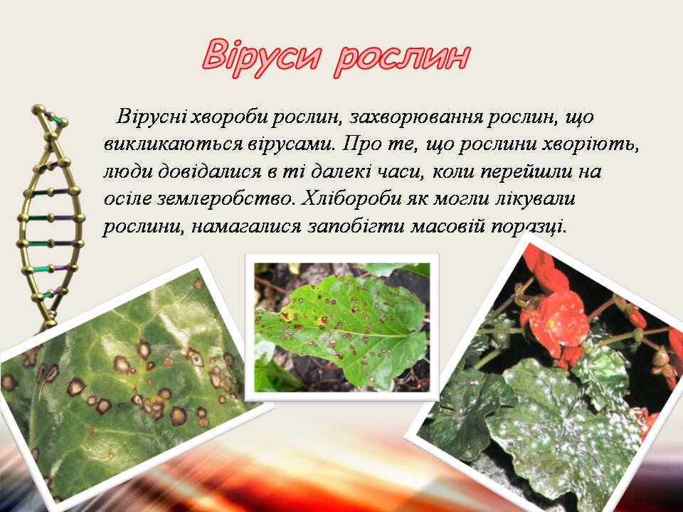 Презентація на тему «Віруси та бактеріофаги» - Слайд #5 Презентація на тему «Віруси та бактеріофаги» - Слайд #5