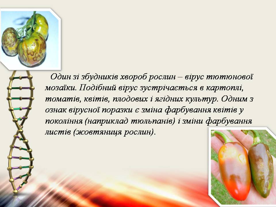 Презентація на тему «Віруси та бактеріофаги» - Слайд #6 Презентація на тему «Віруси та бактеріофаги» - Слайд #6