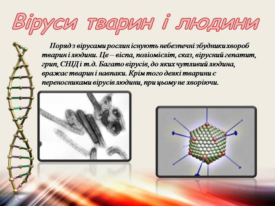 Презентація на тему «Віруси та бактеріофаги» - Слайд #7 Презентація на тему «Віруси та бактеріофаги» - Слайд #7