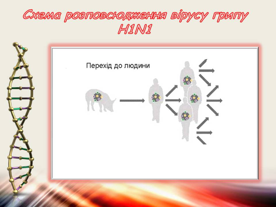 Презентація на тему «Віруси та бактеріофаги» - Слайд #8 Презентація на тему «Віруси та бактеріофаги» - Слайд #8