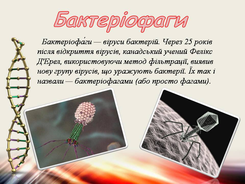Презентація на тему «Віруси та бактеріофаги» - Слайд #9 Презентація на тему «Віруси та бактеріофаги» - Слайд #9