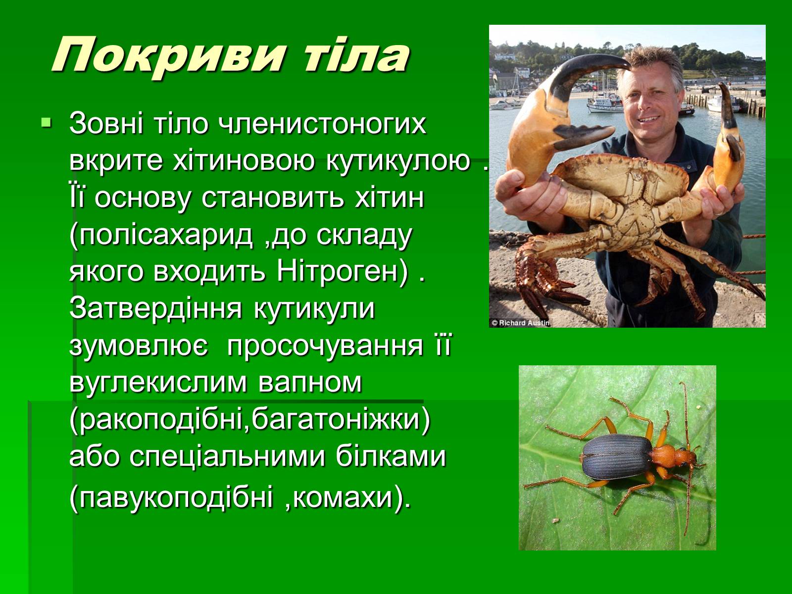 Презентація на тему «Тип Членистоногі» - Слайд #11 Презентація на тему «Тип Членистоногі» - Слайд #11