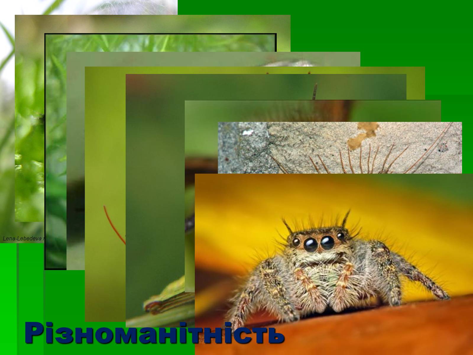 Презентація на тему «Тип Членистоногі» - Слайд #3 Презентація на тему «Тип Членистоногі» - Слайд #3