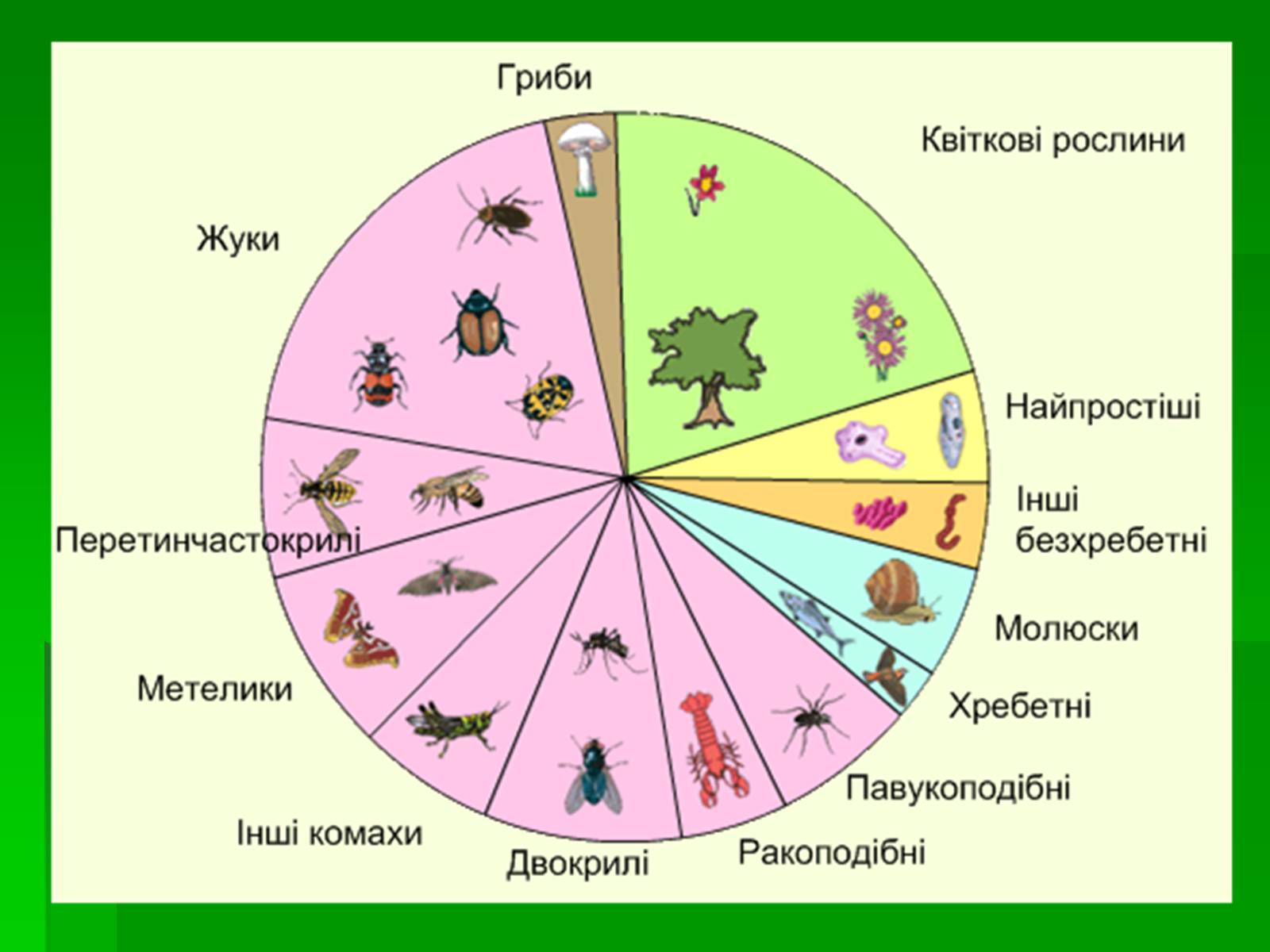 Презентація на тему «Тип Членистоногі» - Слайд #8 Презентація на тему «Тип Членистоногі» - Слайд #8
