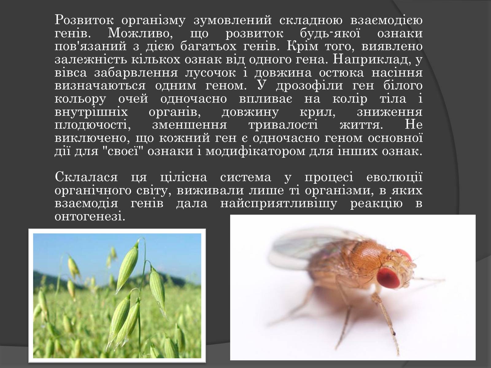Презентація на тему «Вплив Генотипу і факторів середовища на тварин» - Слайд #11 Презентація на тему «Вплив Генотипу і факторів середовища на тварин» - Слайд #11