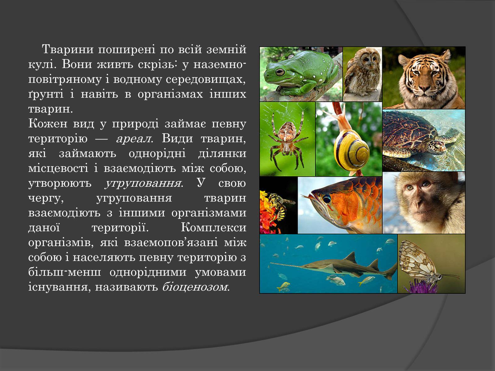 Презентація на тему «Вплив Генотипу і факторів середовища на тварин» - Слайд #3 Презентація на тему «Вплив Генотипу і факторів середовища на тварин» - Слайд #3