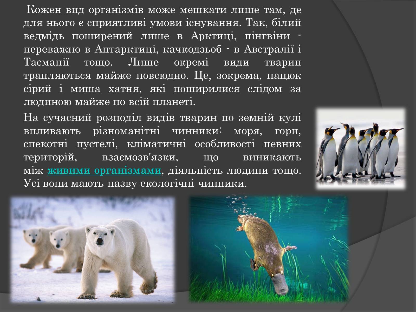 Презентація на тему «Вплив Генотипу і факторів середовища на тварин» - Слайд #5 Презентація на тему «Вплив Генотипу і факторів середовища на тварин» - Слайд #5