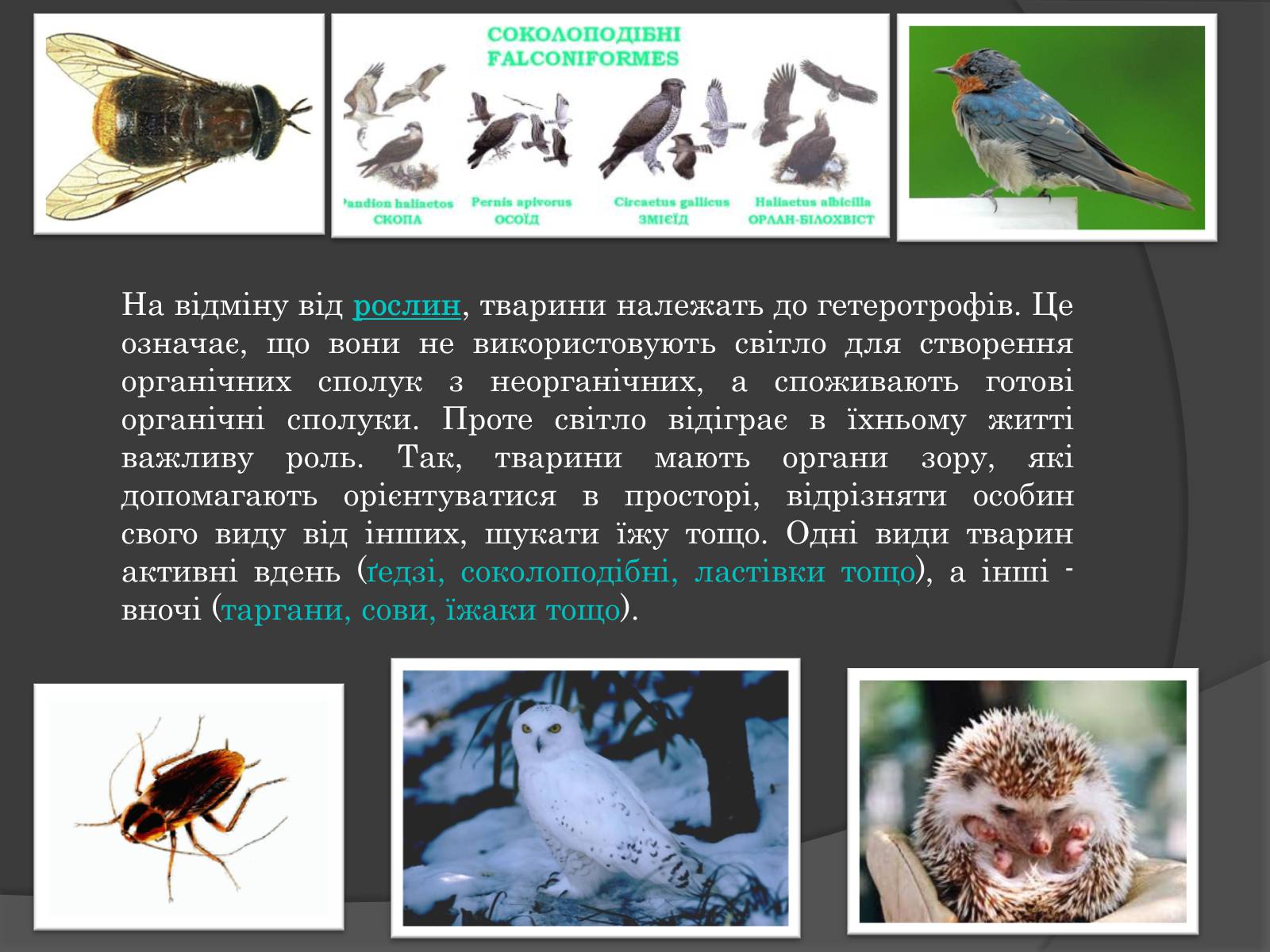 Презентація на тему «Вплив Генотипу і факторів середовища на тварин» - Слайд #6 Презентація на тему «Вплив Генотипу і факторів середовища на тварин» - Слайд #6