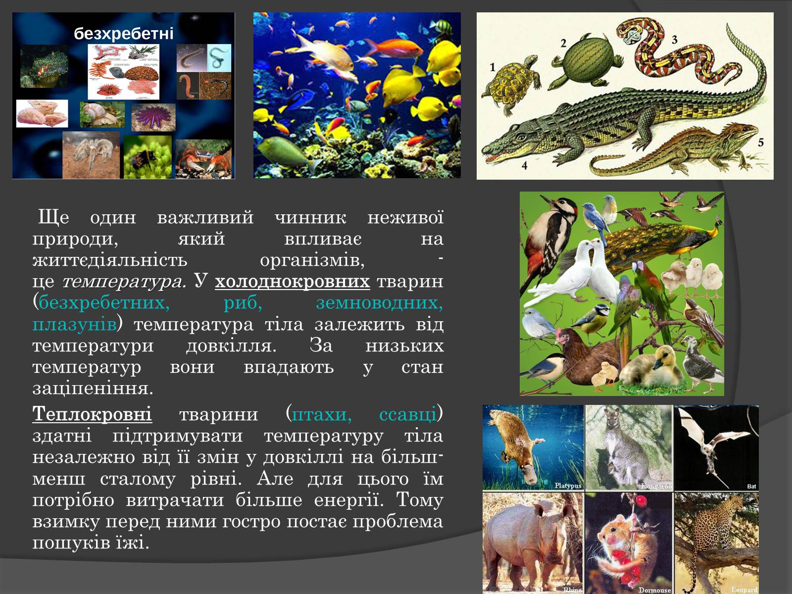 Презентація на тему «Вплив Генотипу і факторів середовища на тварин» - Слайд #7 Презентація на тему «Вплив Генотипу і факторів середовища на тварин» - Слайд #7