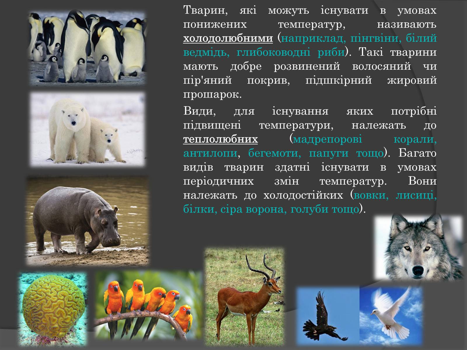 Презентація на тему «Вплив Генотипу і факторів середовища на тварин» - Слайд #8 Презентація на тему «Вплив Генотипу і факторів середовища на тварин» - Слайд #8