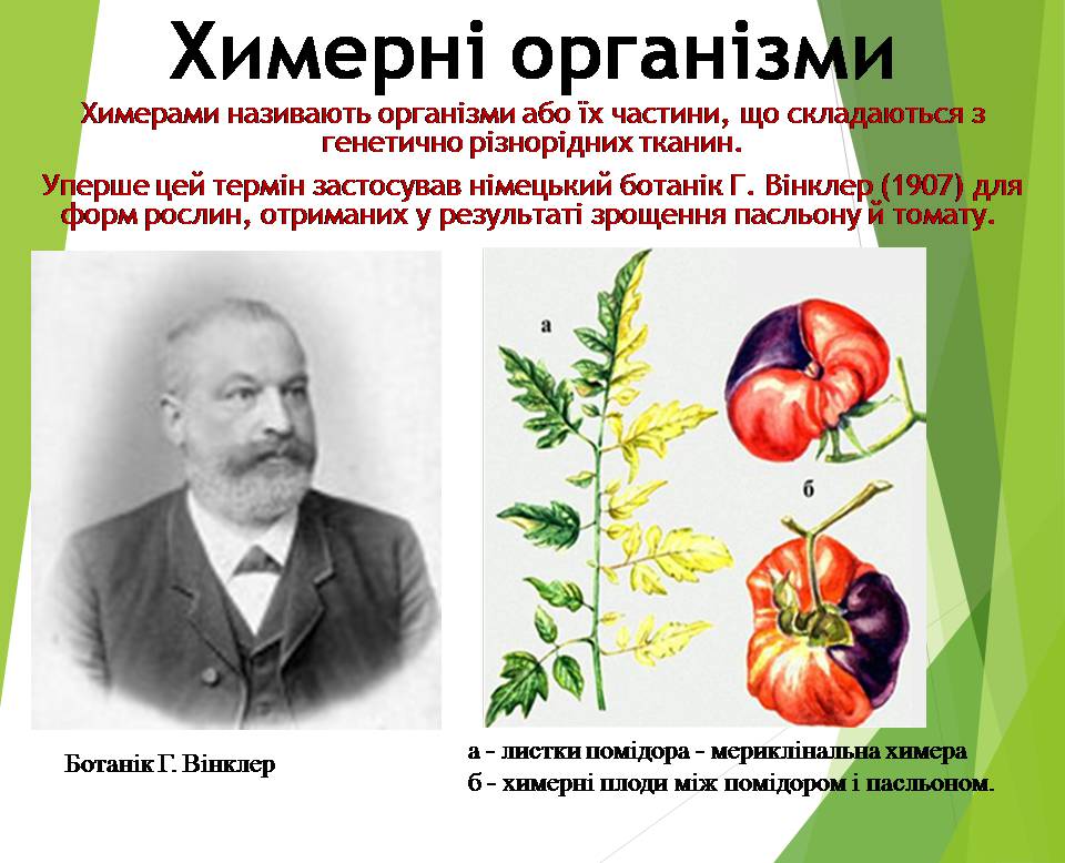 Презентація на тему «Генно модифіковані організми. Химерні організми» - Слайд #12