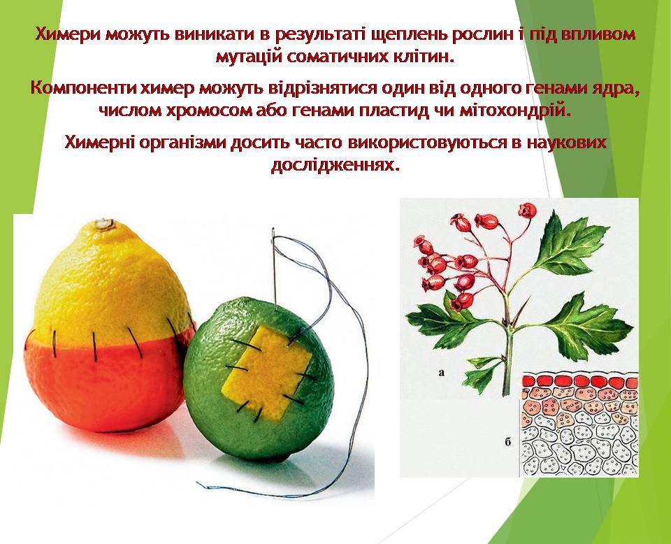 Презентація на тему «Генно модифіковані організми. Химерні організми» - Слайд #14
