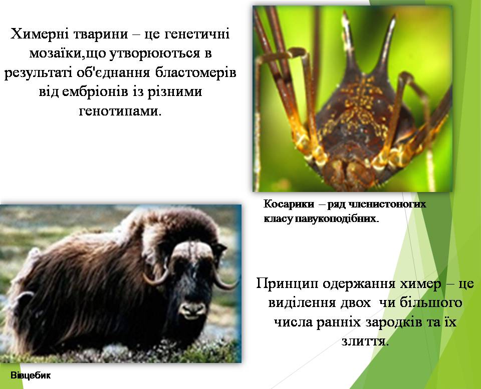 Презентація на тему «Генно модифіковані організми. Химерні організми» - Слайд #15
