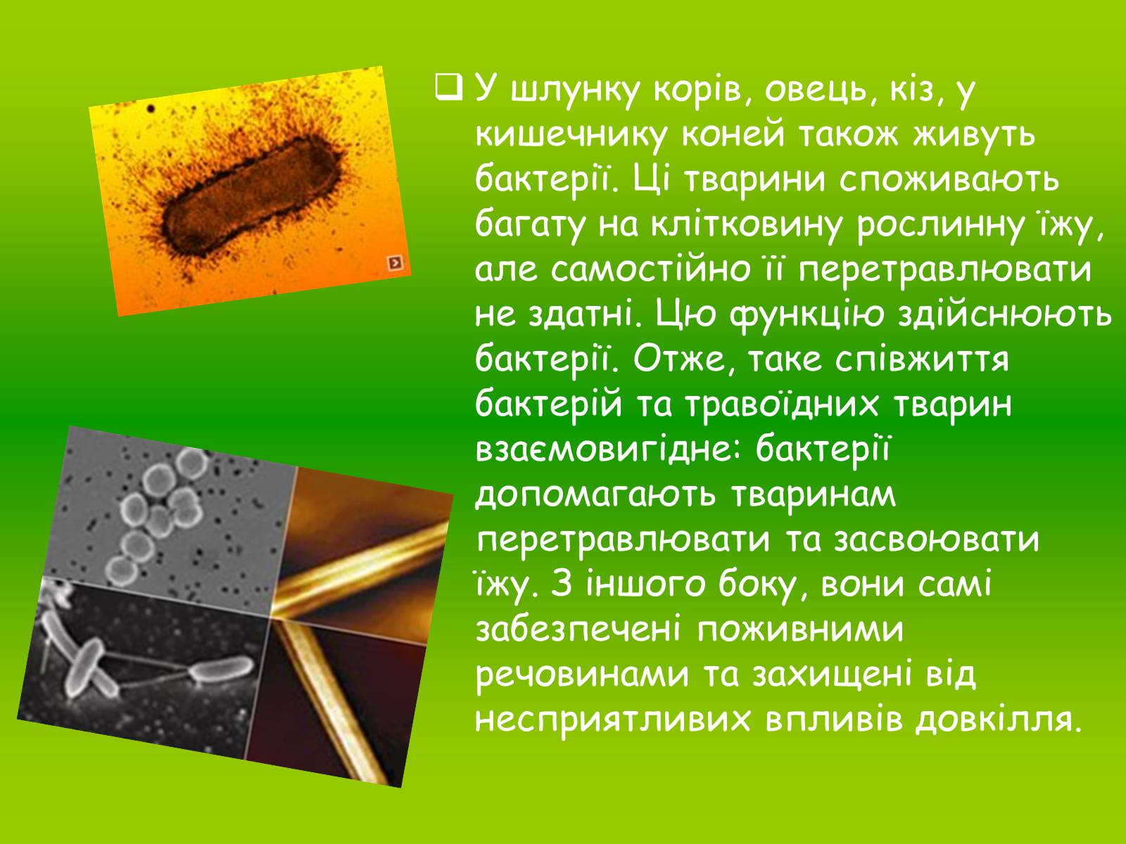 Презентація на тему «Значення бактерій» - Слайд #7 Презентація на тему «Значення бактерій» - Слайд #7