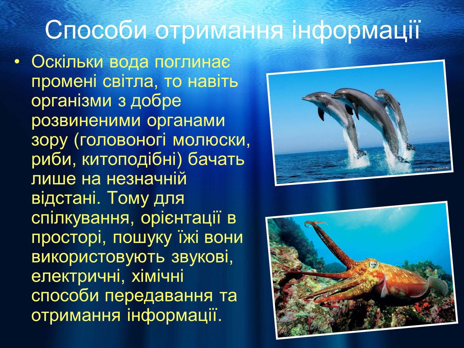 Презентація на тему «Водне середовище» (варіант 1) - Слайд #14 Презентація на тему «Водне середовище» (варіант 1) - Слайд #14