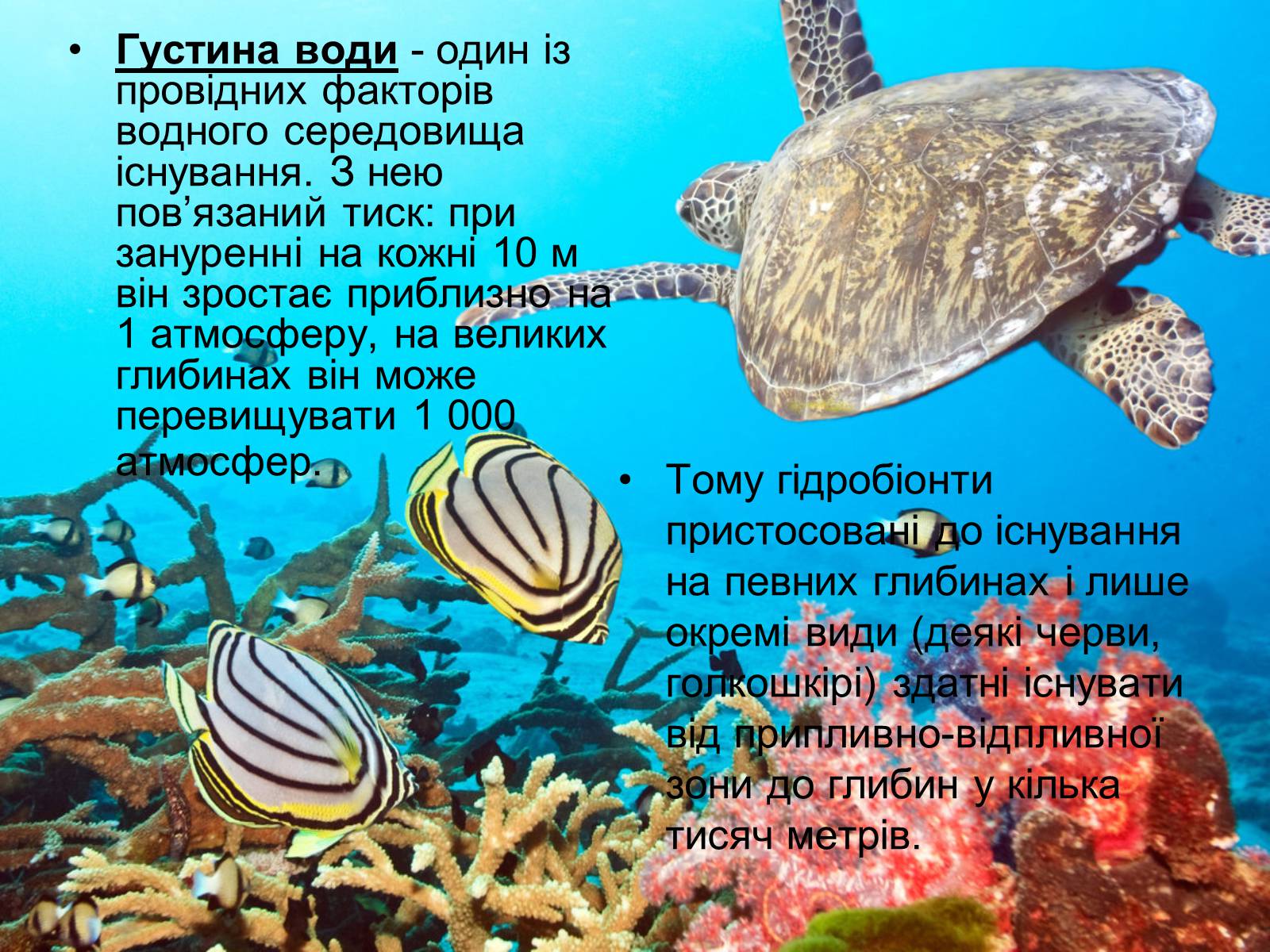 Презентація на тему «Водне середовище» (варіант 1) - Слайд #17 Презентація на тему «Водне середовище» (варіант 1) - Слайд #17