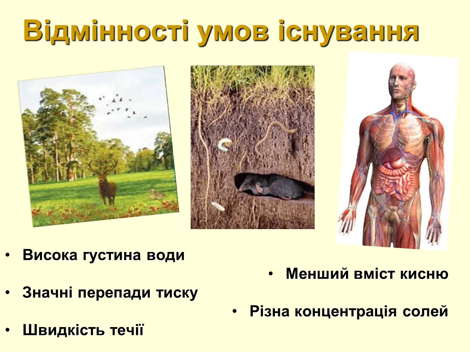 Презентація на тему «Водне середовище» (варіант 1) - Слайд #2 Презентація на тему «Водне середовище» (варіант 1) - Слайд #2