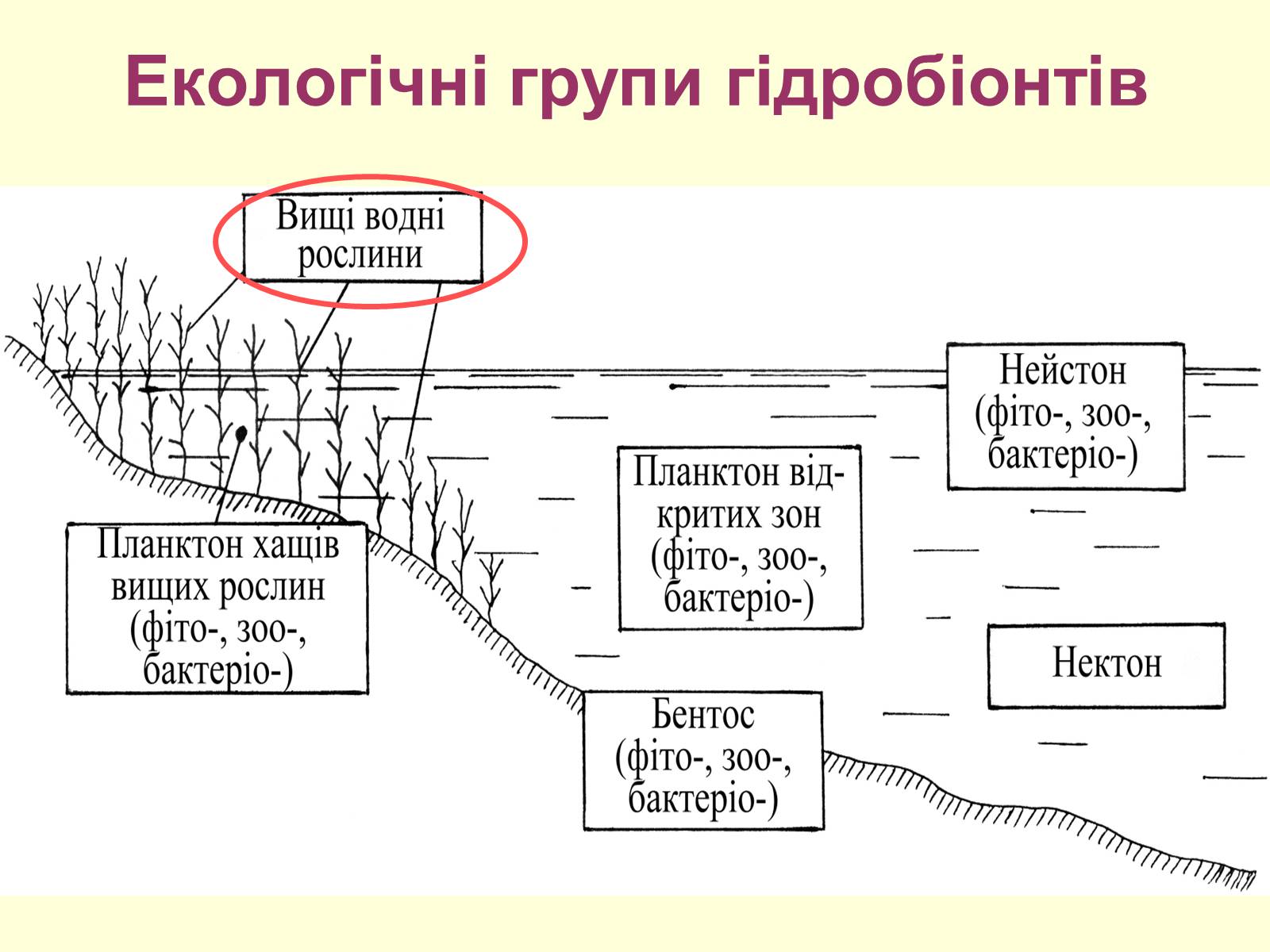 Презентація на тему «Водне середовище» (варіант 1) - Слайд #4 Презентація на тему «Водне середовище» (варіант 1) - Слайд #4