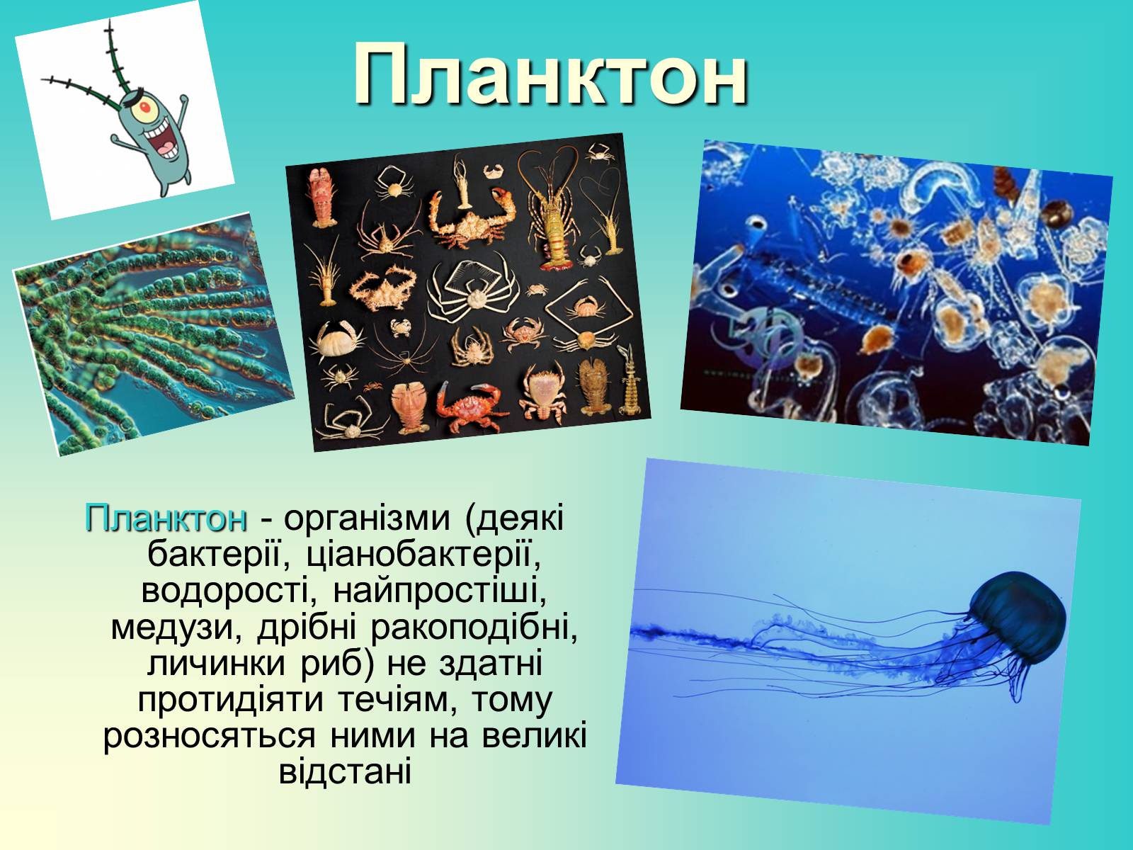 Презентація на тему «Водне середовище» (варіант 1) - Слайд #5 Презентація на тему «Водне середовище» (варіант 1) - Слайд #5