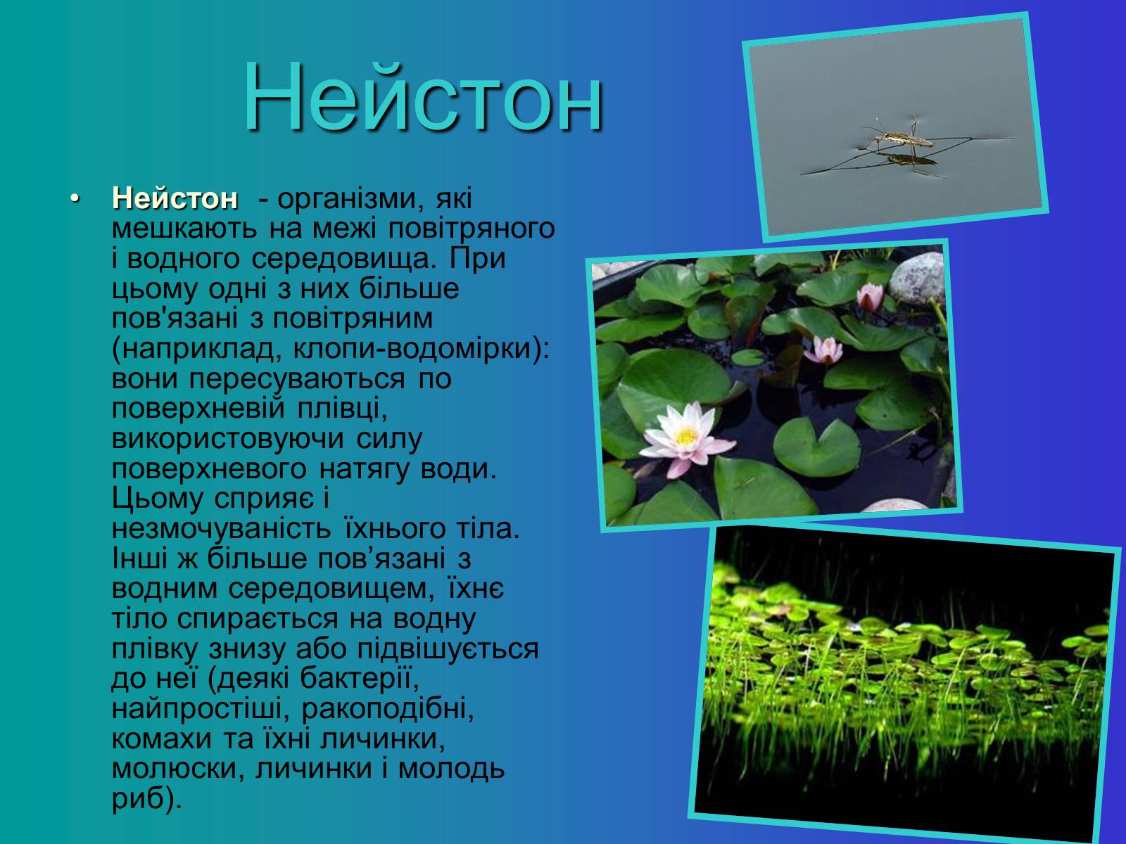 Презентація на тему «Водне середовище» (варіант 1) - Слайд #9 Презентація на тему «Водне середовище» (варіант 1) - Слайд #9