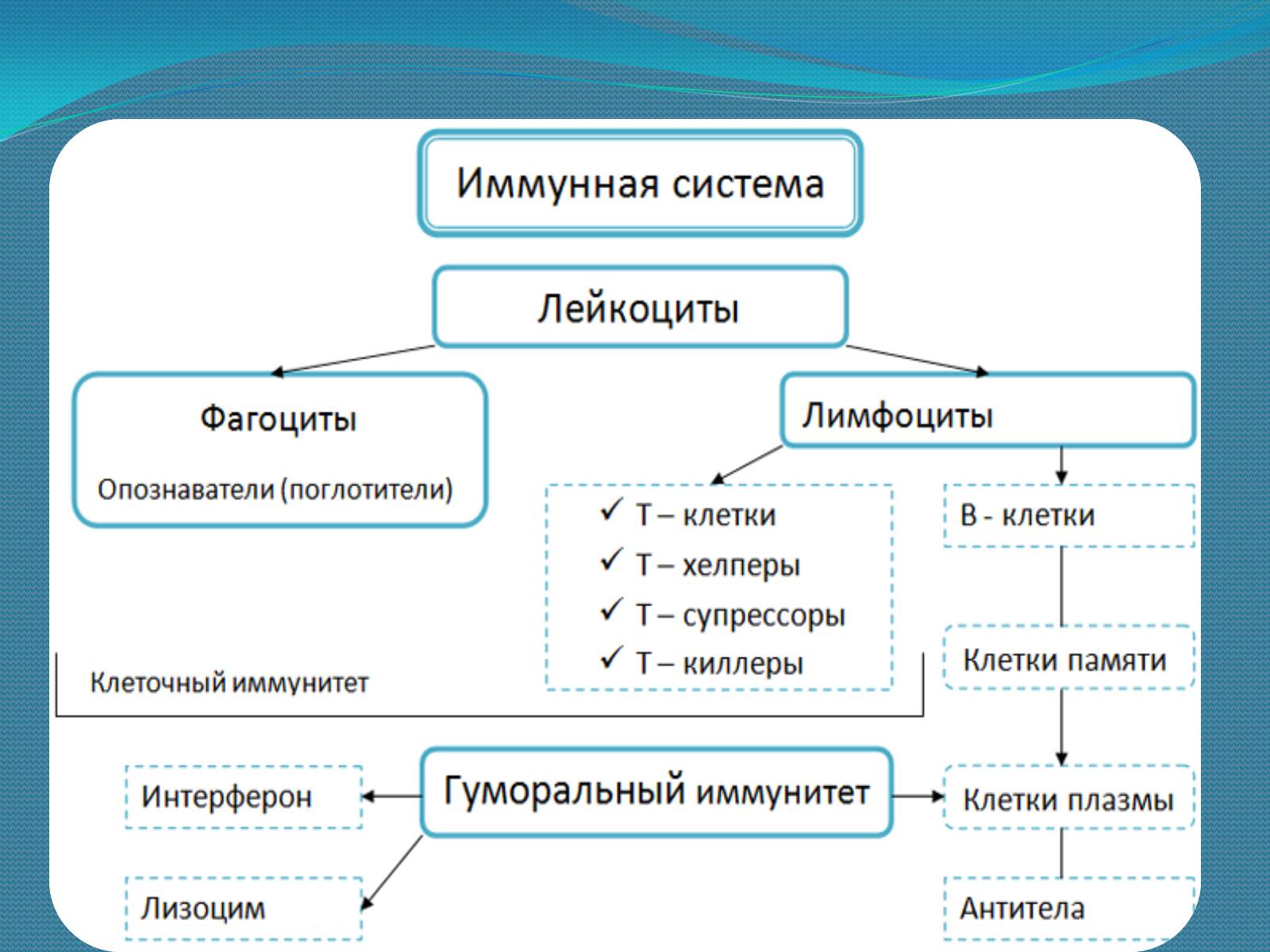Презентація на тему «Імунна система» - Слайд #10 Презентація на тему «Імунна система» - Слайд #10