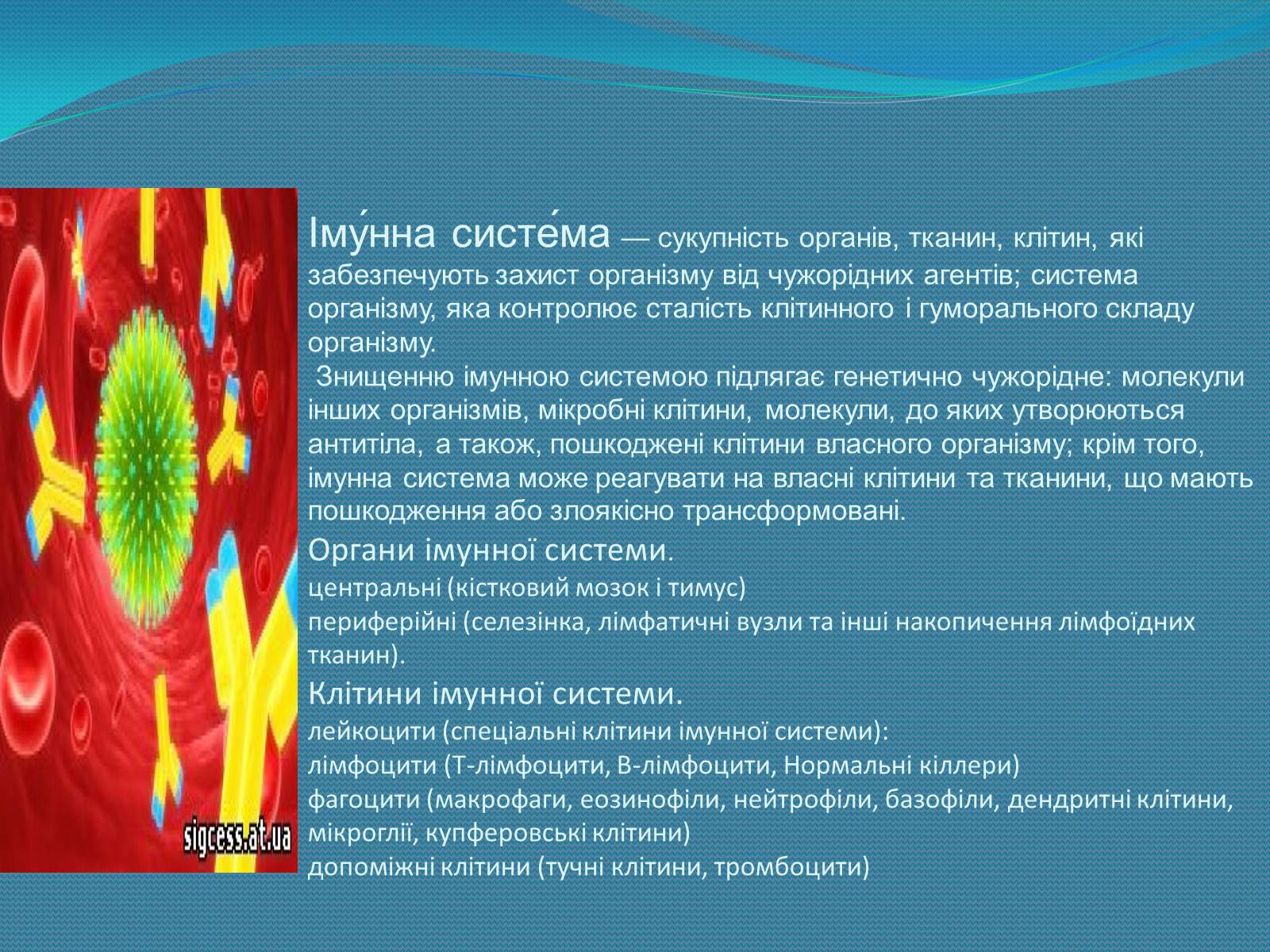 Презентація на тему «Імунна система» - Слайд #3 Презентація на тему «Імунна система» - Слайд #3