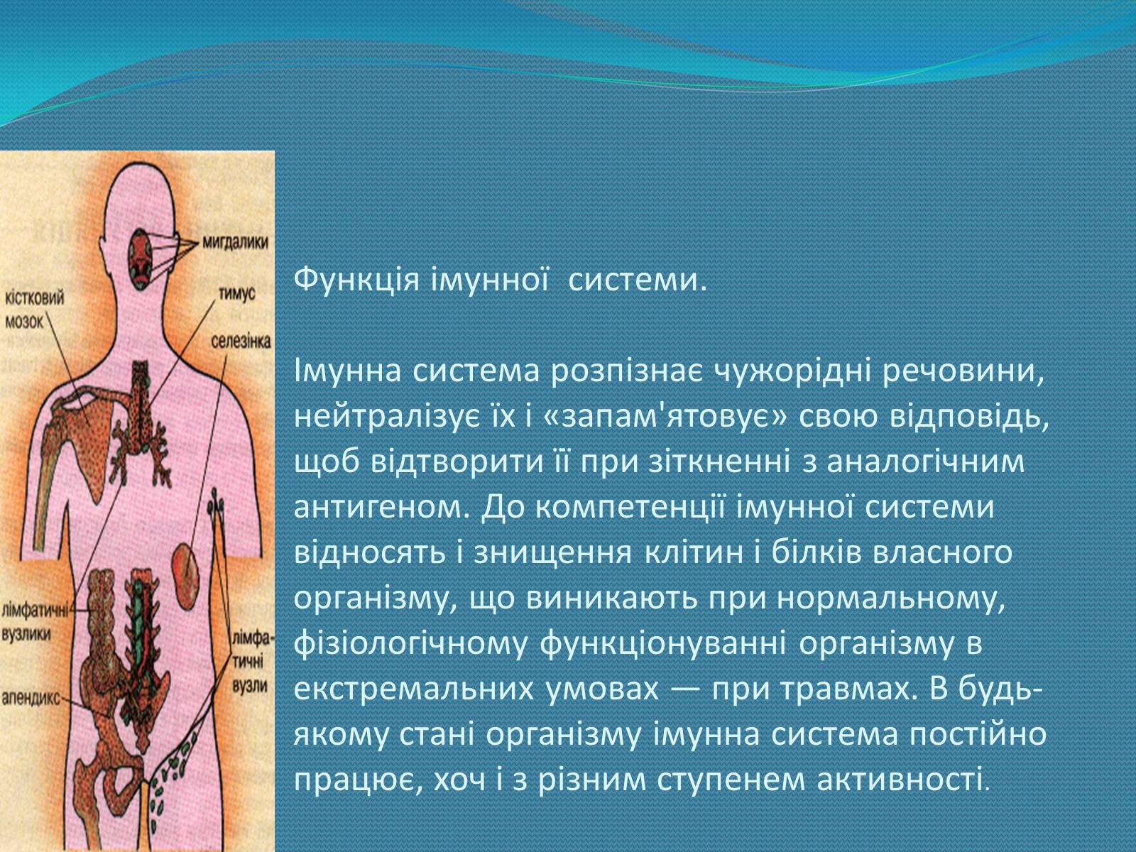 Презентація на тему «Імунна система» - Слайд #7 Презентація на тему «Імунна система» - Слайд #7