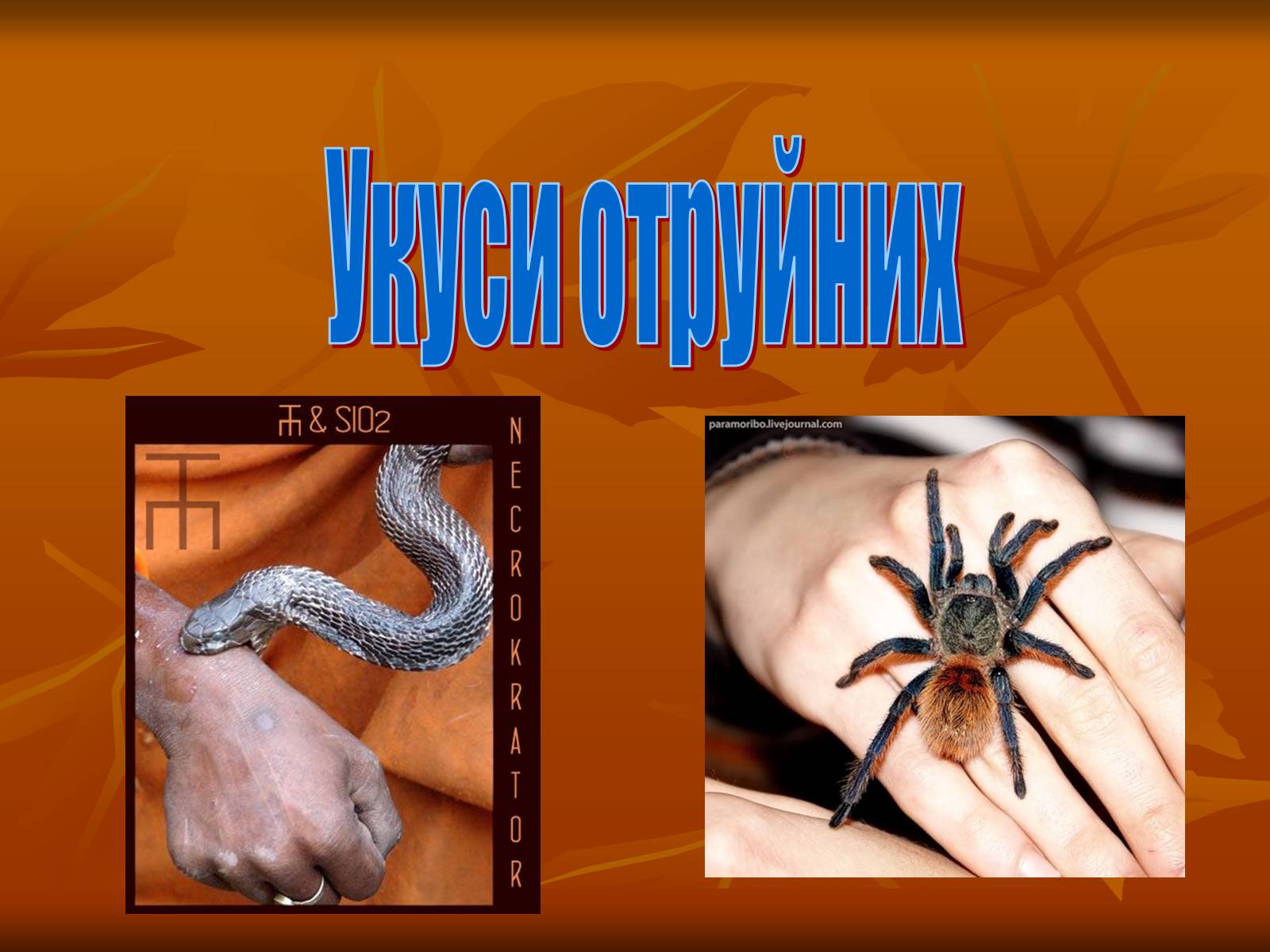 Презентація на тему «Укуси отруйних змій» (варіант 2) - Слайд #1 Презентація на тему «Укуси отруйних змій» (варіант 2) - Слайд #1