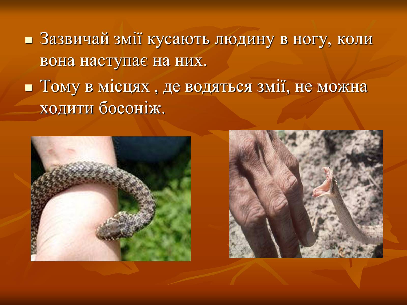 Презентація на тему «Укуси отруйних змій» (варіант 2) - Слайд #3 Презентація на тему «Укуси отруйних змій» (варіант 2) - Слайд #3