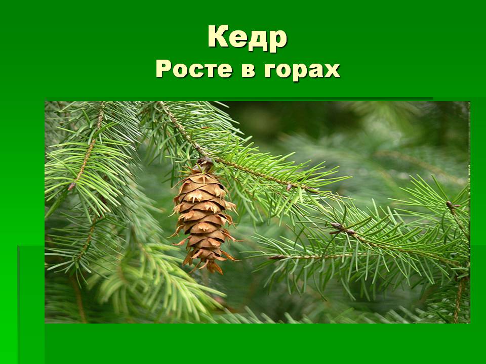 Презентація на тему «Голонасінні» (варіант 1) - Слайд #11 Презентація на тему «Голонасінні» (варіант 1) - Слайд #11