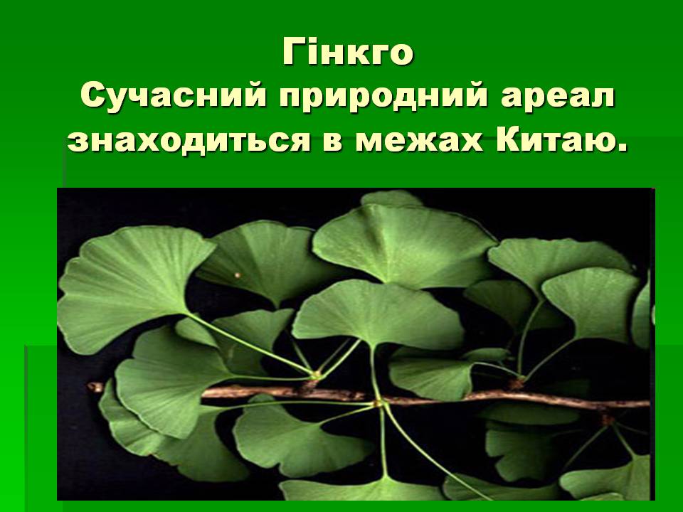 Презентація на тему «Голонасінні» (варіант 1) - Слайд #3 Презентація на тему «Голонасінні» (варіант 1) - Слайд #3