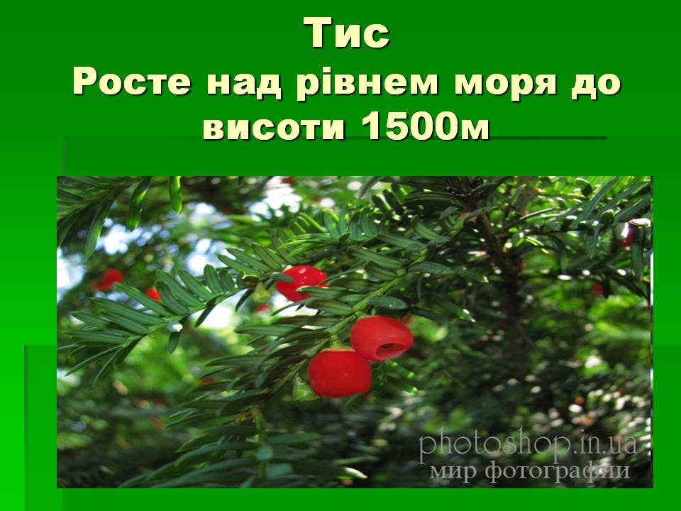 Презентація на тему «Голонасінні» (варіант 1) - Слайд #4 Презентація на тему «Голонасінні» (варіант 1) - Слайд #4