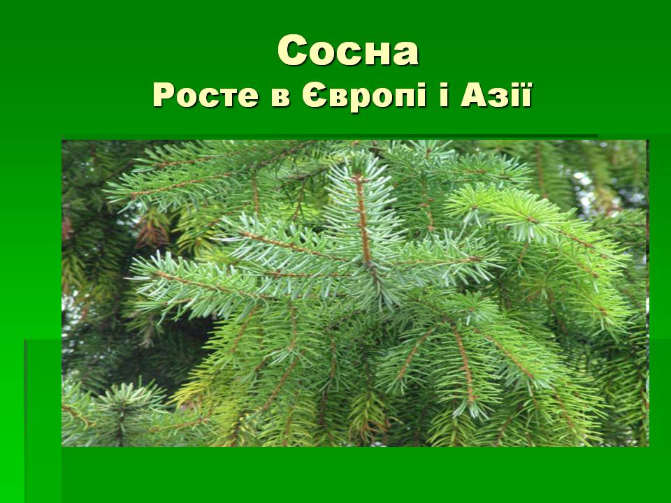 Презентація на тему «Голонасінні» (варіант 1) - Слайд #5 Презентація на тему «Голонасінні» (варіант 1) - Слайд #5