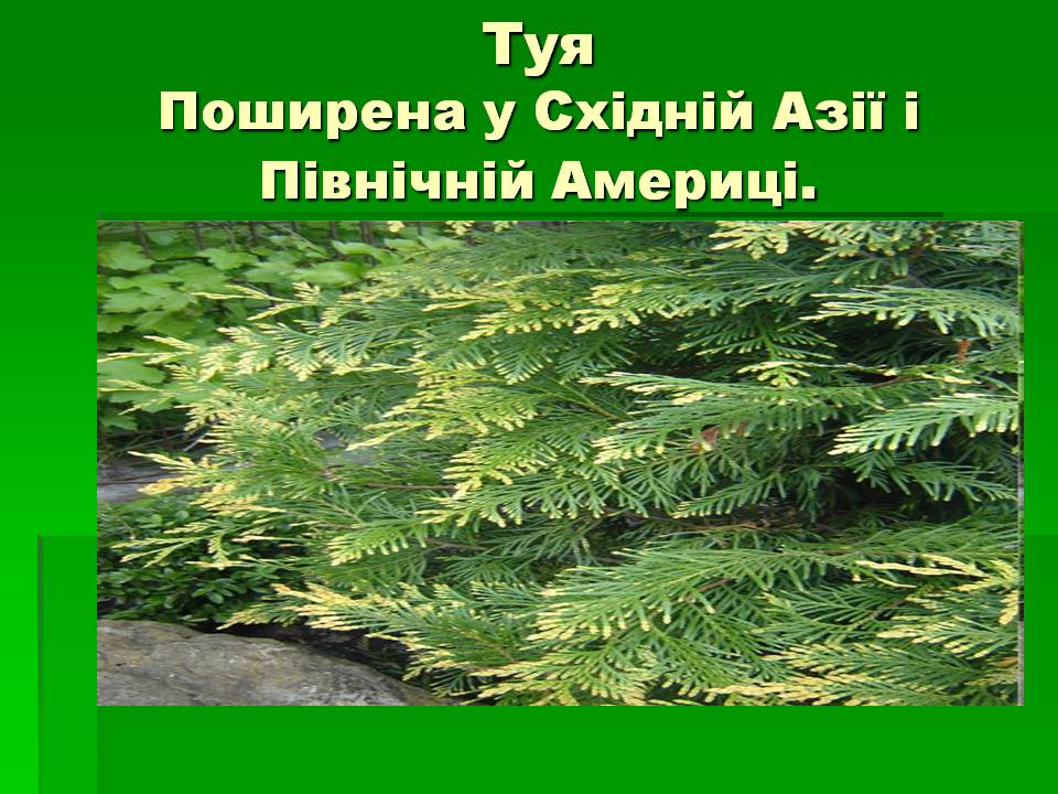 Презентація на тему «Голонасінні» (варіант 1) - Слайд #6 Презентація на тему «Голонасінні» (варіант 1) - Слайд #6