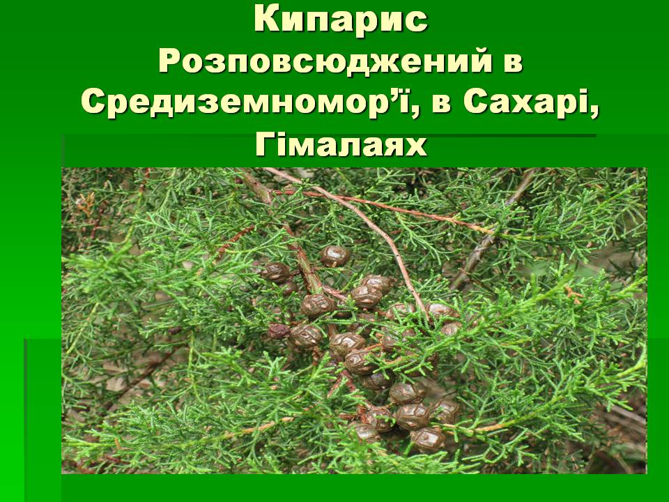 Презентація на тему «Голонасінні» (варіант 1) - Слайд #7 Презентація на тему «Голонасінні» (варіант 1) - Слайд #7