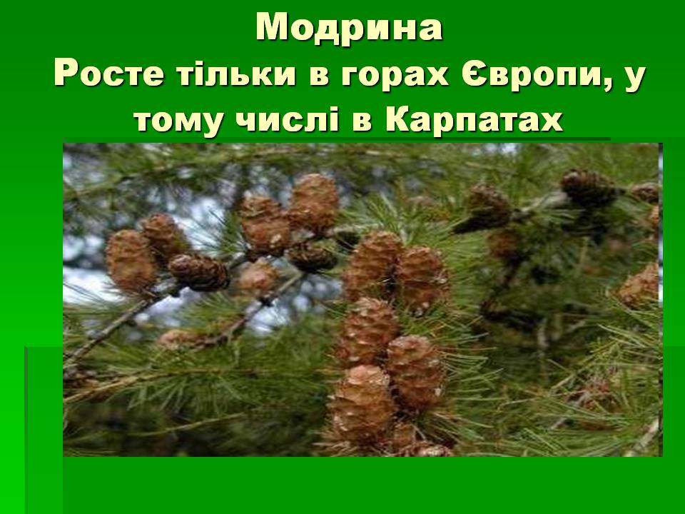 Презентація на тему «Голонасінні» (варіант 1) - Слайд #8 Презентація на тему «Голонасінні» (варіант 1) - Слайд #8