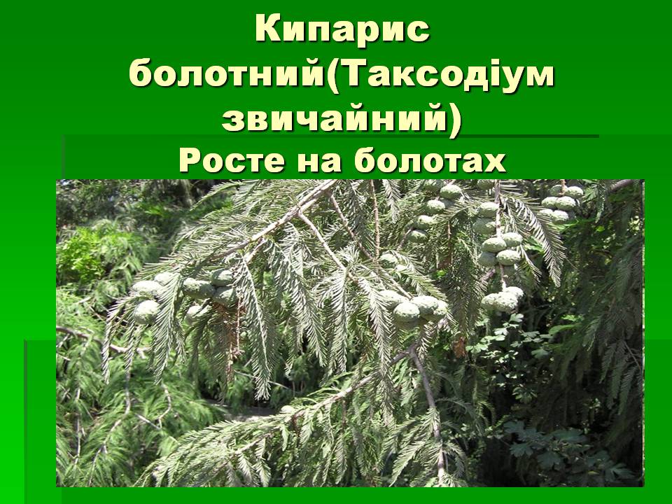 Презентація на тему «Голонасінні» (варіант 1) - Слайд #9 Презентація на тему «Голонасінні» (варіант 1) - Слайд #9