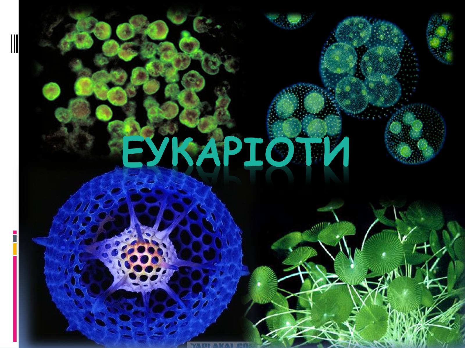 Презентація на тему «Еукаріоти» - Слайд #1 Презентація на тему «Еукаріоти» - Слайд #1