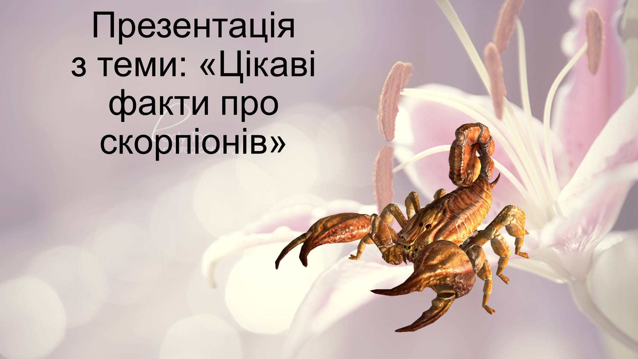 Презентація на тему «Цікаві факти про скорпіонів» - Слайд #1 Презентація на тему «Цікаві факти про скорпіонів» - Слайд #1