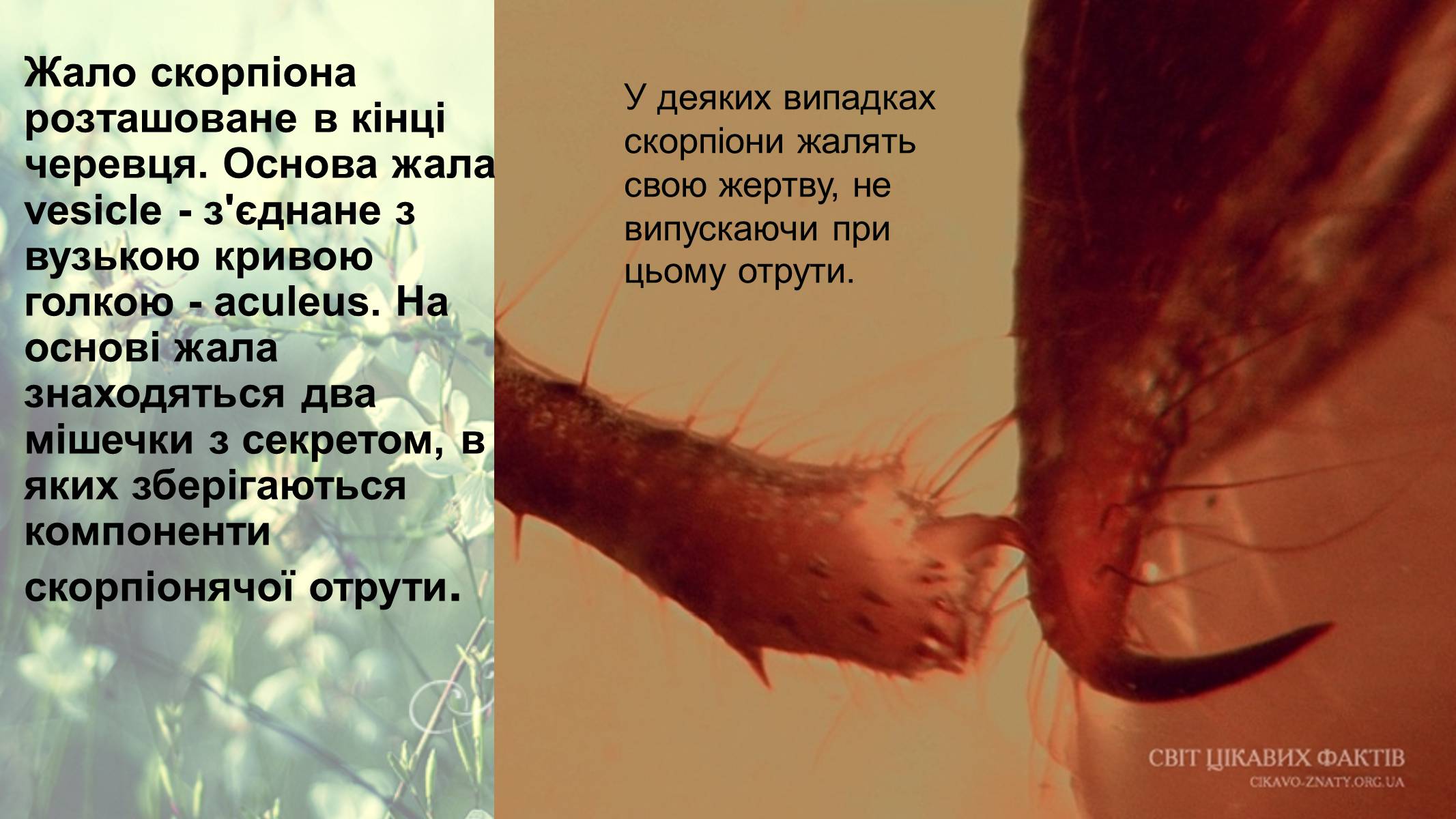 Презентація на тему «Цікаві факти про скорпіонів» - Слайд #10 Презентація на тему «Цікаві факти про скорпіонів» - Слайд #10