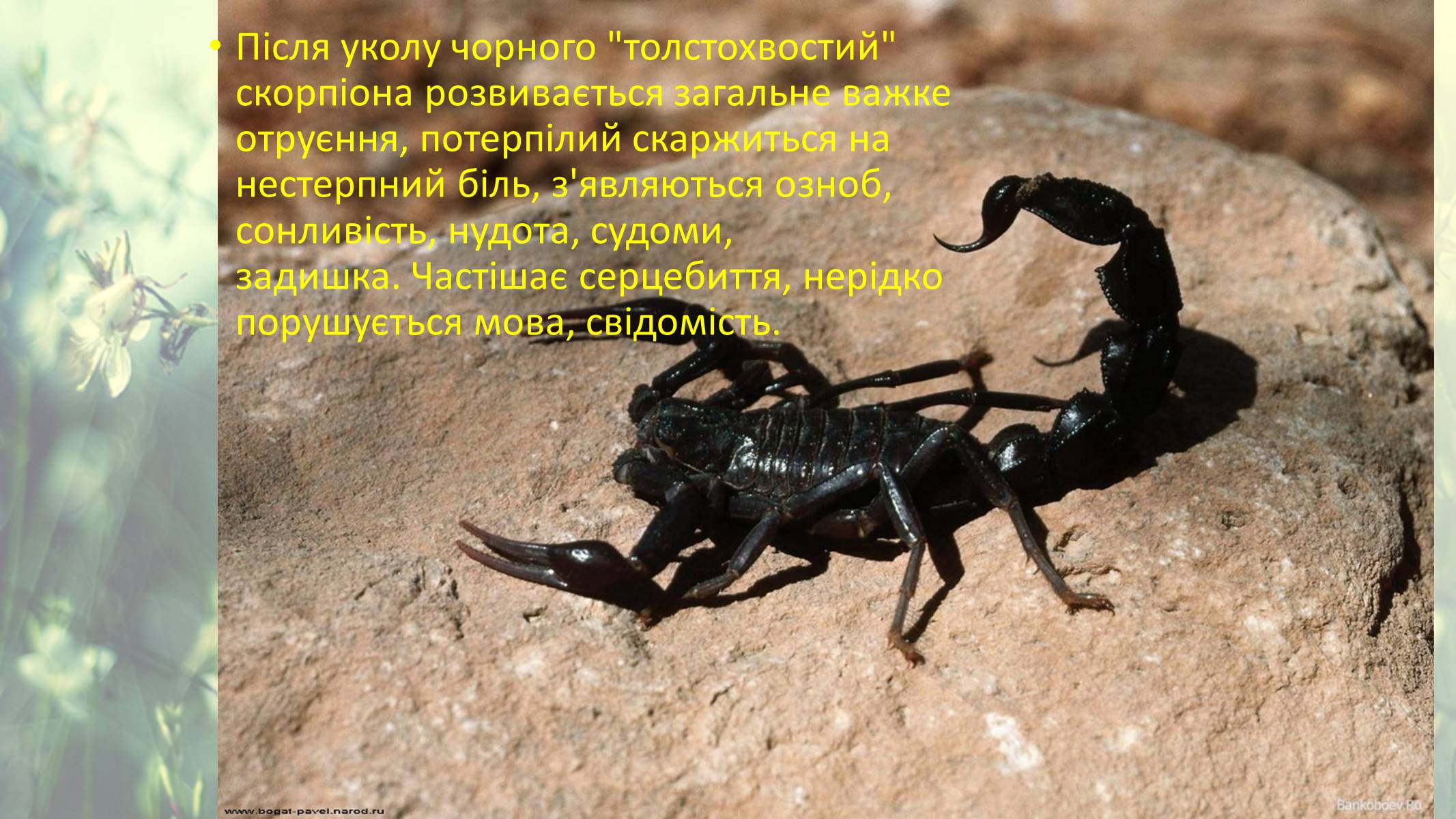 Презентація на тему «Цікаві факти про скорпіонів» - Слайд #11 Презентація на тему «Цікаві факти про скорпіонів» - Слайд #11