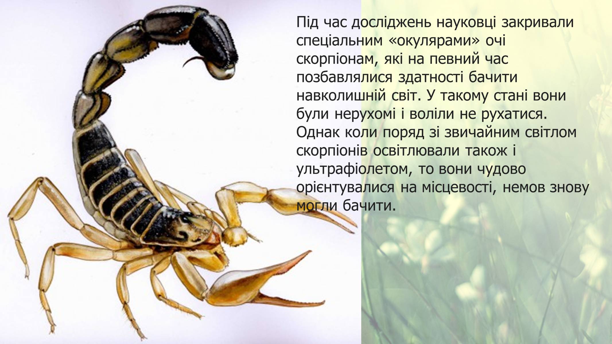 Презентація на тему «Цікаві факти про скорпіонів» - Слайд #12 Презентація на тему «Цікаві факти про скорпіонів» - Слайд #12
