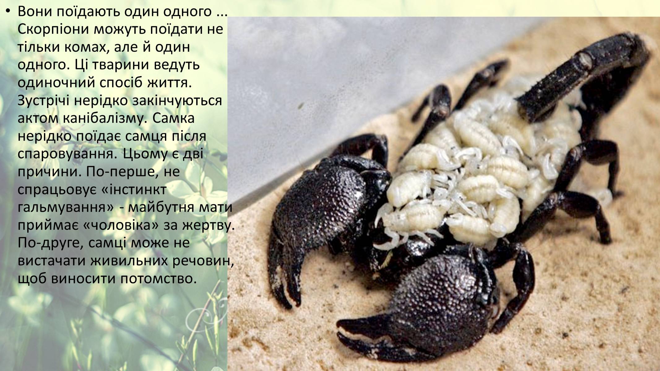 Презентація на тему «Цікаві факти про скорпіонів» - Слайд #13 Презентація на тему «Цікаві факти про скорпіонів» - Слайд #13