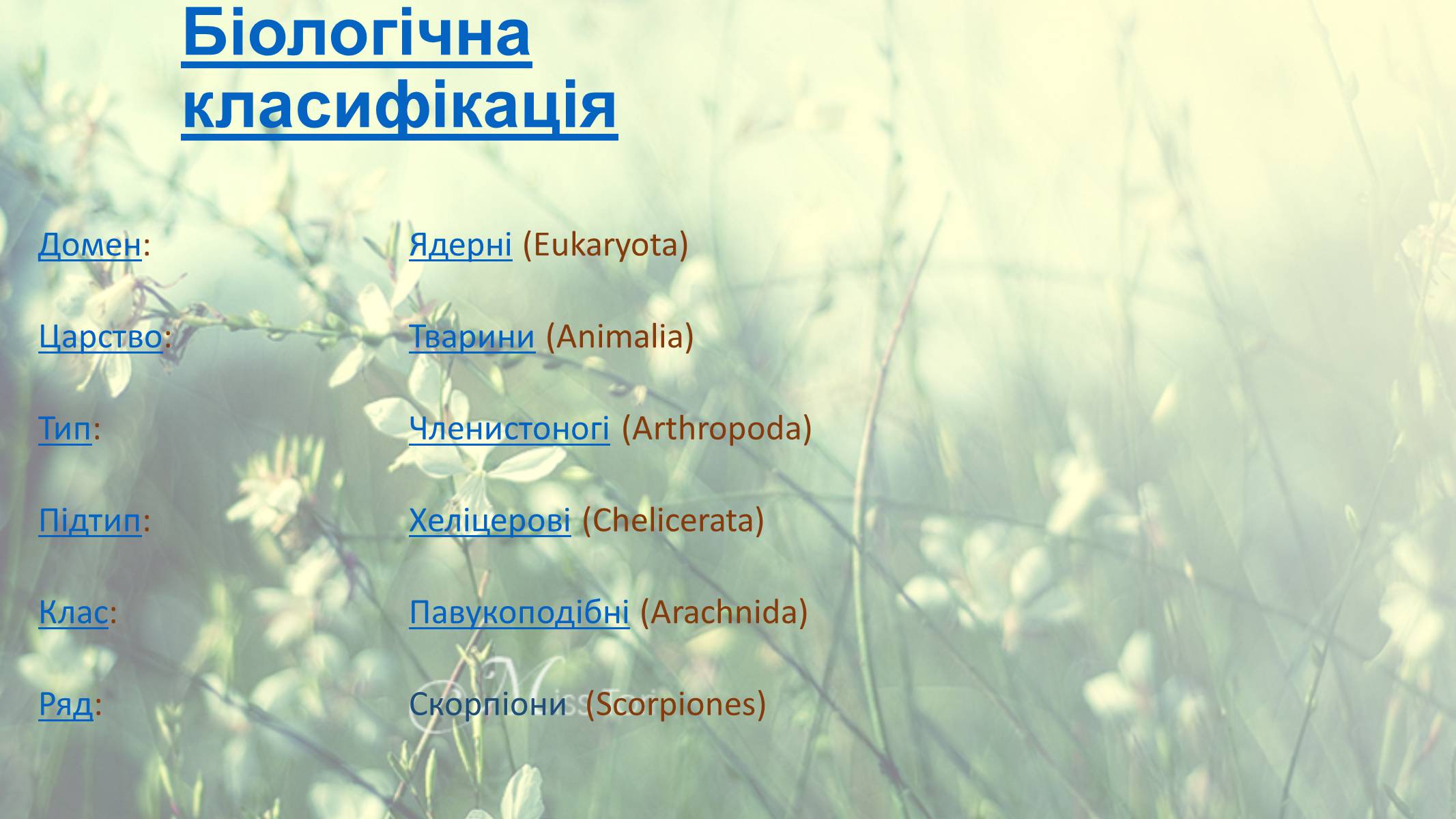 Презентація на тему «Цікаві факти про скорпіонів» - Слайд #2 Презентація на тему «Цікаві факти про скорпіонів» - Слайд #2