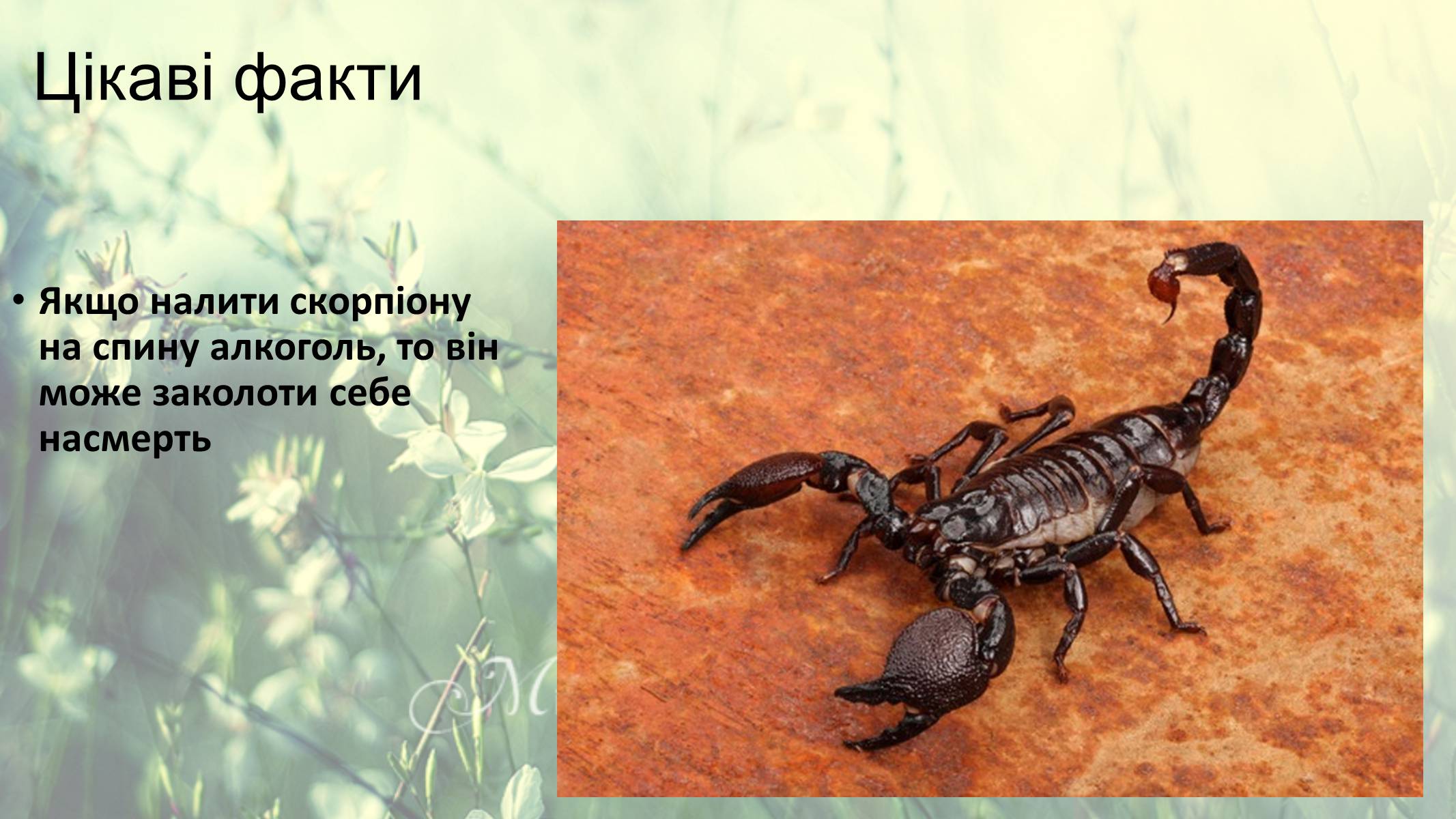 Презентація на тему «Цікаві факти про скорпіонів» - Слайд #5 Презентація на тему «Цікаві факти про скорпіонів» - Слайд #5