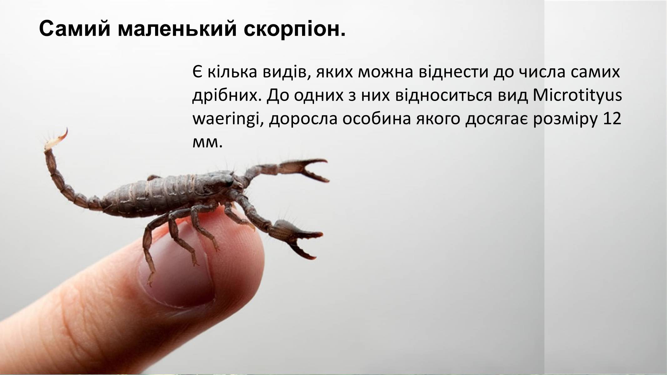 Презентація на тему «Цікаві факти про скорпіонів» - Слайд #6 Презентація на тему «Цікаві факти про скорпіонів» - Слайд #6
